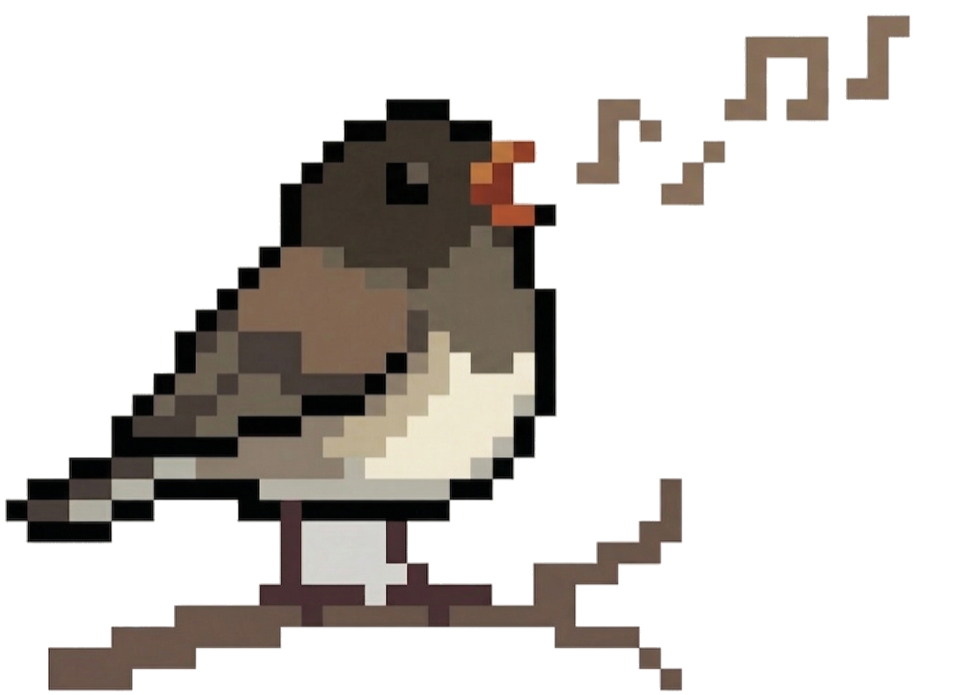 Junco bird singing